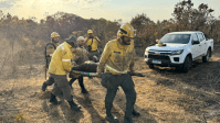 Bombeiros resgatam anta ferida em incêndio no Parque Nacional de Brasília