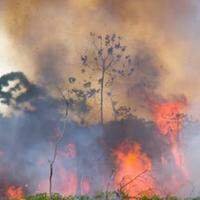 Fogo na Terra Indígena (TI) Anambé no município de Moju já destruiu um quarto da área de preservação.