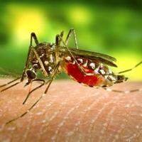 O mosquito Aedes aegypti transmite dengue, chikungunya e zika