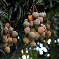 Mangueira fotografada em Belém