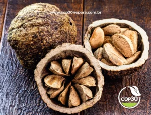 A Castanha-do-Pará: Tesouro da Amazônia e sua Importância Medicinal e Culinária