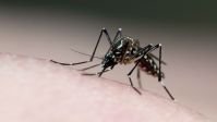 Pernambuco tem 17 mortes provocadas pelo Aedes aegypti em 2024