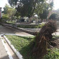 Palmeira desaba na Praça da República, em Belém