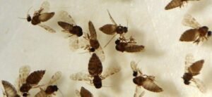 Febre Oropouche foi registrada em 22 estados em 2024; foram mais de 12 mil casos