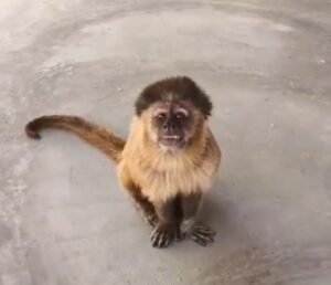 Macaco invade propriedade no RN e “faz a festa” no local; veja vídeo