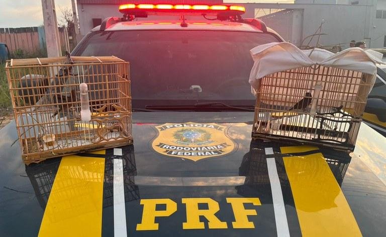 PRF resgata aves silvestres em Marabá