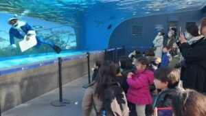 Papai Noel nada com pinguins no Japão na véspera de Natal
