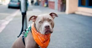 Pitbull mata o próprio tutor dentro de casa, no bairro da Sacramenta, em Belém