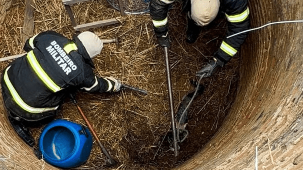 Bombeiros resgatam raposa presa em poço desativado