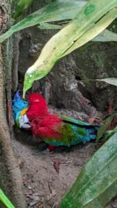 Casal de araras machos no Bosque Rodrigues Alves chama atenção de pesquisadores