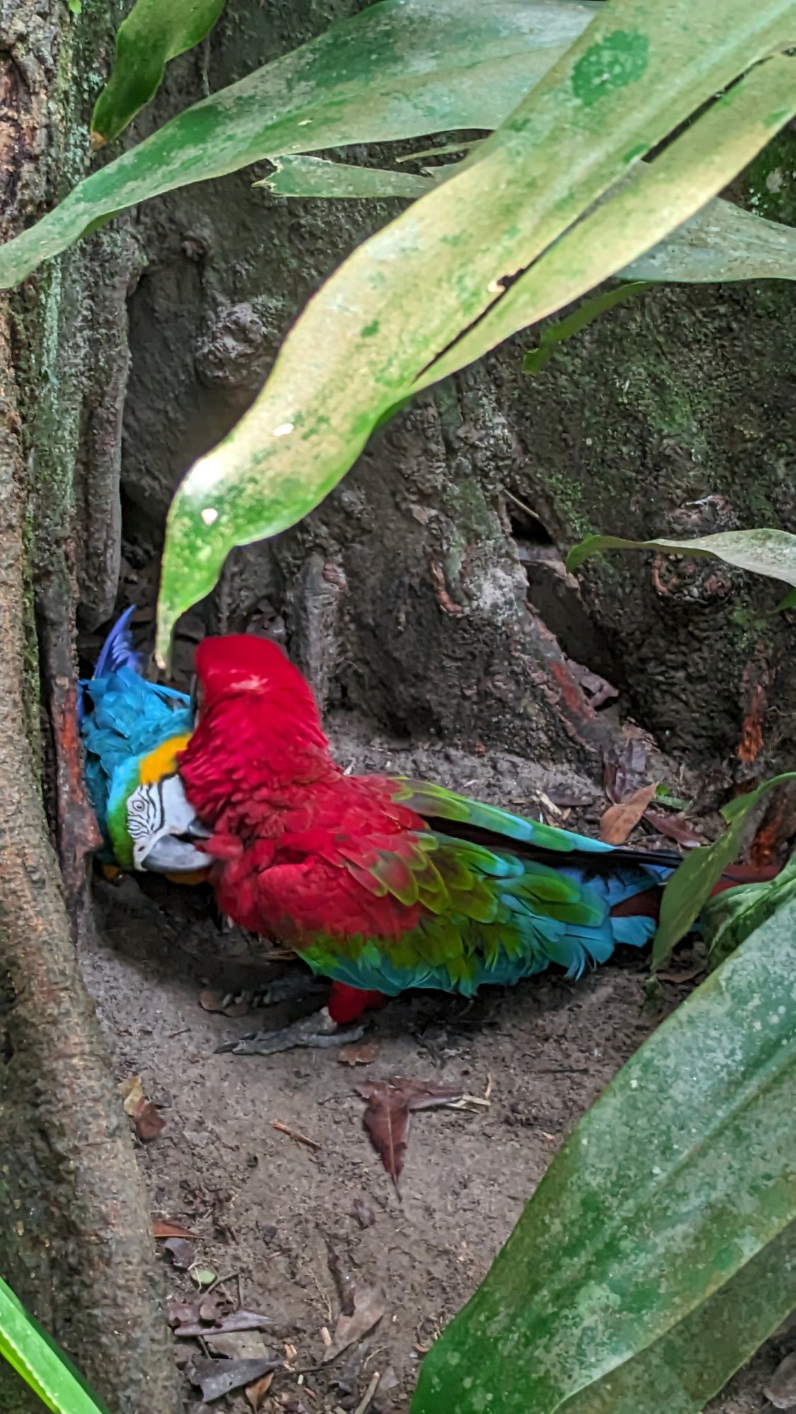 Casal de araras machos no Bosque Rodrigues Alves chama atenção de pesquisadores