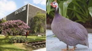 Decreto proíbe criação de galinhas-d’angola em SP; veja o que diz a legislação