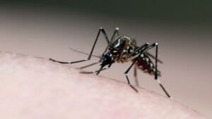 Dengue: São Paulo tem 45 cidades em estado de emergência