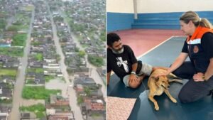 Enchentes em Peruíbe (SP): mais de 60 animais foram resgatados durante desastre