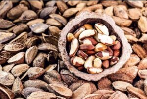 Historiador explica origem do nome “castanha-do-pará” e a polêmica com o Amazonas