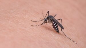 Minas Gerais registra duas mortes por dengue em 2025