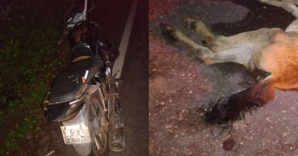 Motociclista morre após colidir com cavalo na PA-154, no Marajó