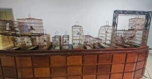 Operação apreende pássaros e autua seis por crimes contra o meio ambiente na Grande Belém