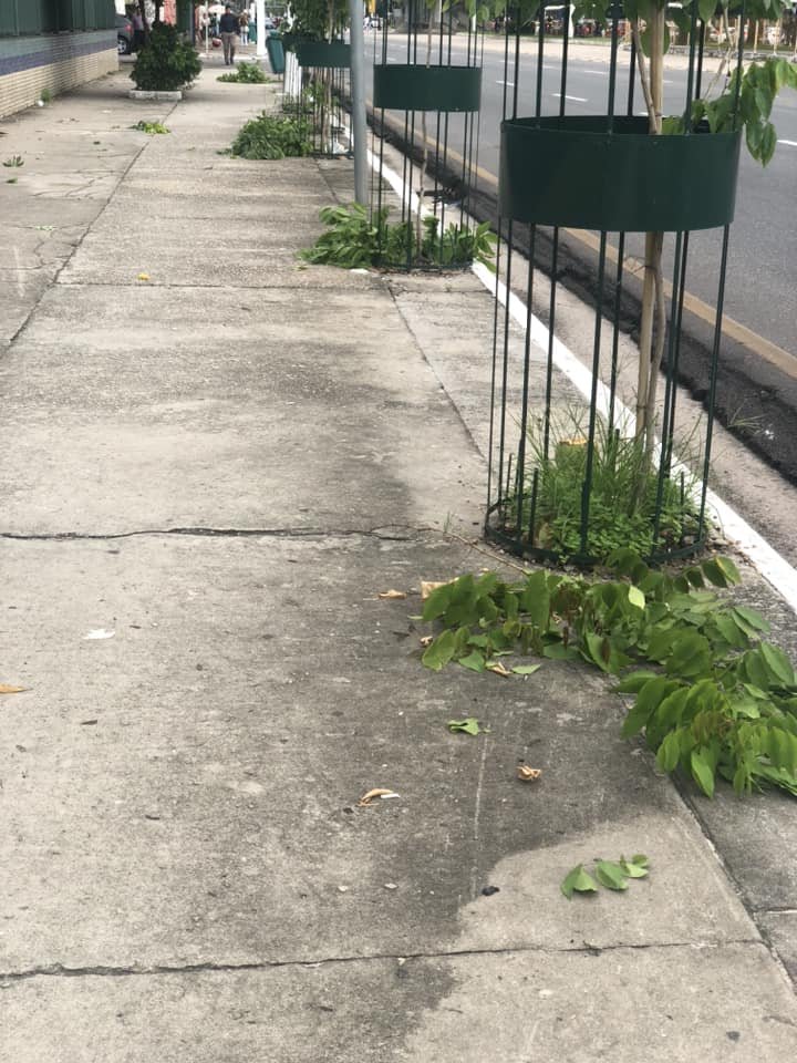 Vândalos arrancam árvores plantadas na Almirante Barroso, em Belém