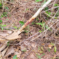 Imagem de área bem próxima ao local onde o corpo foi encontrado.