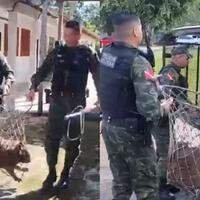 A imagem em destaque mostra a capivara dentro de uma rede de captura, sendo carregada por policiais militares.