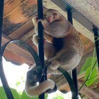 Imagem do tamanduaí ou tamanduá-seda, como é conhecido por causa da sua pelagem macia, encontrado agarrado na grade da varanda de uma casa de Barcarena.