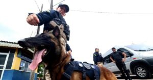 Apreensões de drogas no Pará, em 2024, causam prejuízo de mais de R$ 200 milhões ao crime organizado