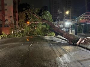 Após mais uma queda de árvore em Belém, prefeitura apresenta plano emergencial