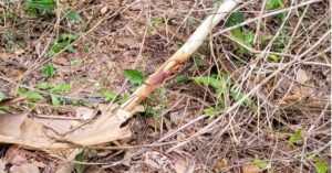 Cadáver em avançado estado de decomposição é encontrado em Santo Antônio do Tauá