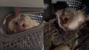 Macaco com as pernas amarradas é resgatado dentro de ônibus no MA