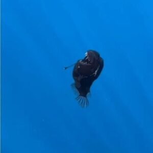 Peixe “diabo negro” na superfície: quais motivos fariam o animal subir