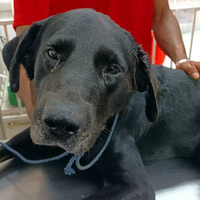 1741293480 682 Homem mata cachorro da vizinha a tiros de rifle e