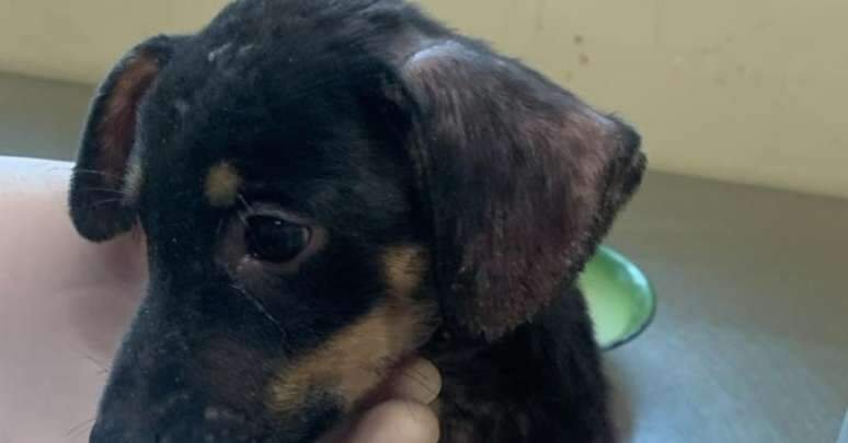 Homem é detido após arremessar cachorro para dentro de terreno baldio em Belém