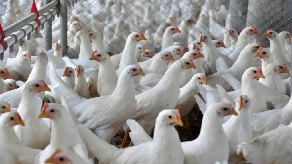 Ministro da Agricultura anuncia que foco de gripe aviária está contido