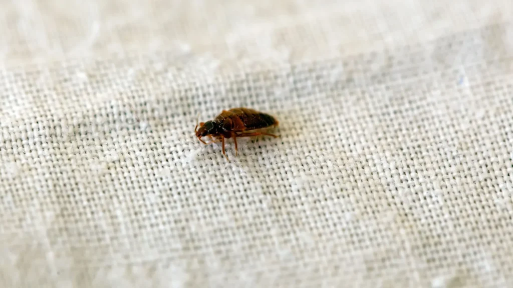 Veja um truque para acabar com ácaros e percevejos em poucos minutos
