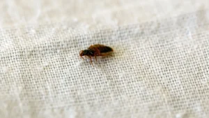 Veja um truque para acabar com ácaros e percevejos em poucos minutos