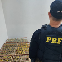 A imagem em destaque mostra um policial rodoviário federal próximo das aves resgatadas.