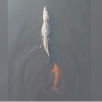 1750689995 386 Pescador e atacado por jacare durante pescaria no rio Tapajos