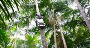 Açaibot: robô paraense revoluciona colheita do açaí e promete transformar a Amazônia