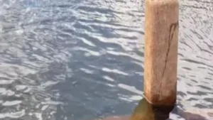 Cemitério submerso aparece após 30 anos em Goiás; vídeo