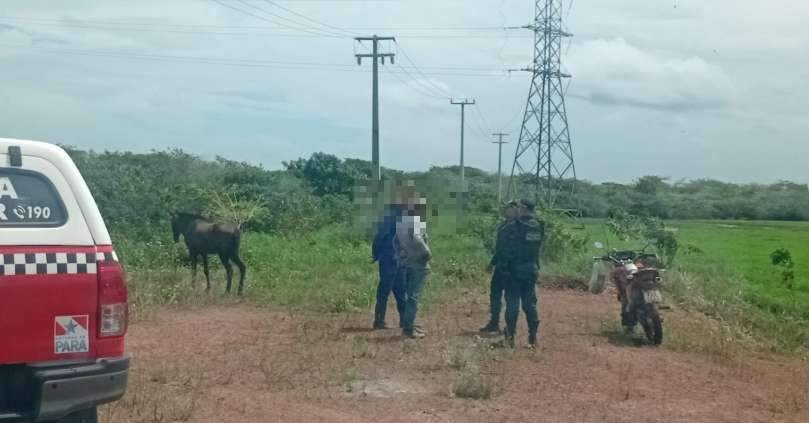 Matadouro clandestino é desativado e búfalos furtados são resgatados no Marajó