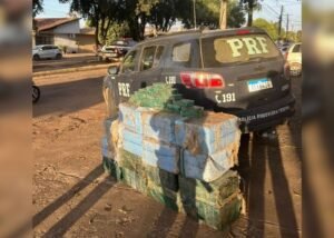 PRF acha quase meia tonelada de cocaína em meio a abacaxis