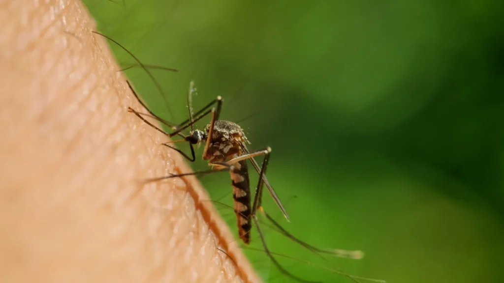 Por que razão os mosquitos picam mais umas pessoas do que outras?