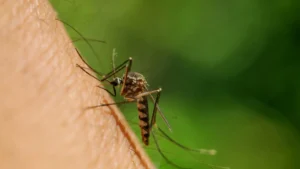 Por que razão os mosquitos picam mais umas pessoas do que outras?