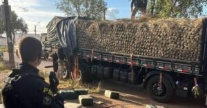 Quase meia tonelada de cocaína é apreendida em carga de abacaxis no Pará