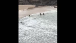 Homem dá soco em tubarão para salvar jovem atacado na Austrália; veja