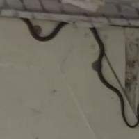 1751559873 551 Para registra mais de 5 mil acidentes com animais peconhentos
