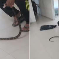 A vítima não soube identificar a espécie e resolveu levar o animal à UPA