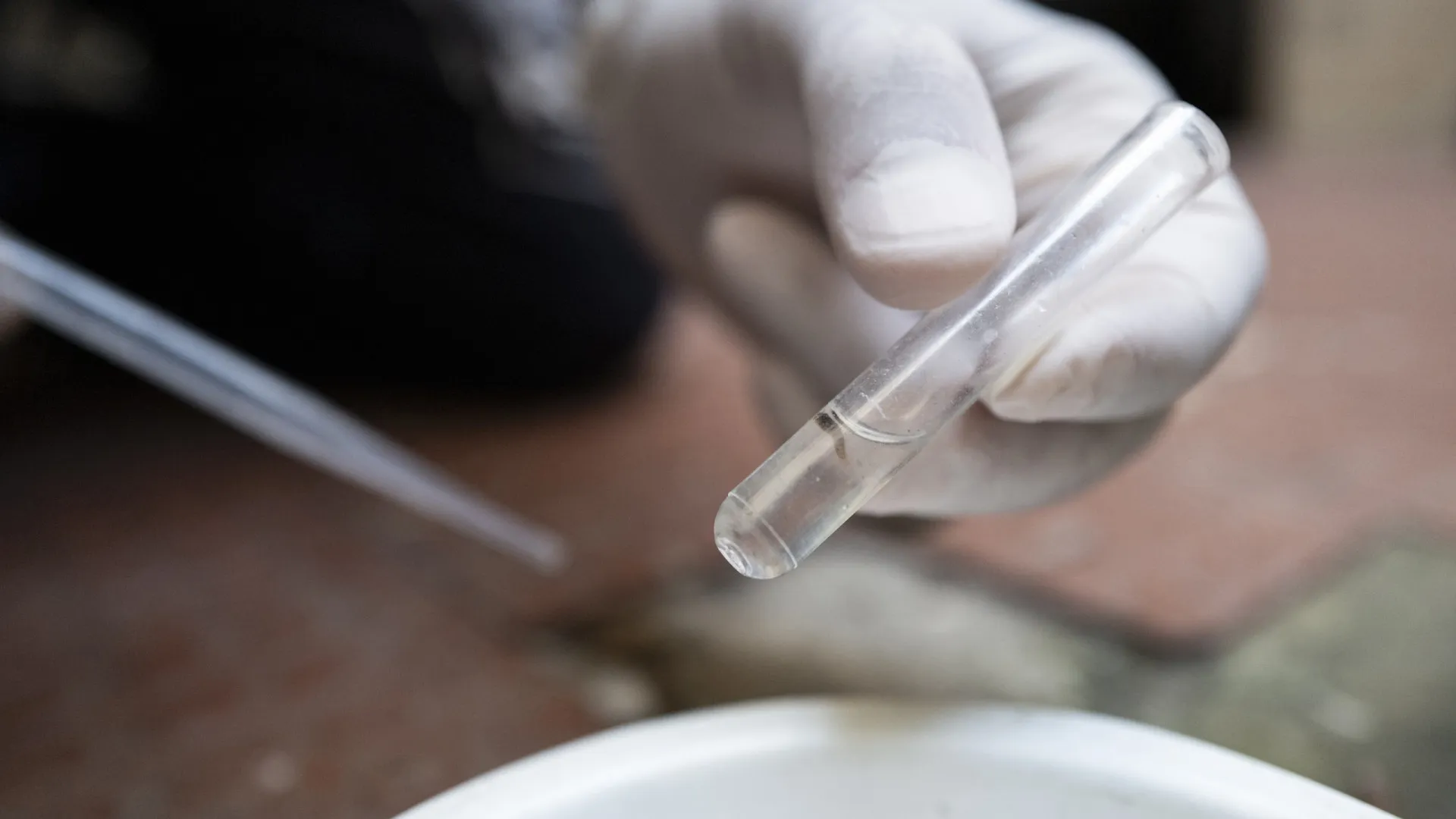 Estado de São Paulo registra mil mortes por dengue em 2025