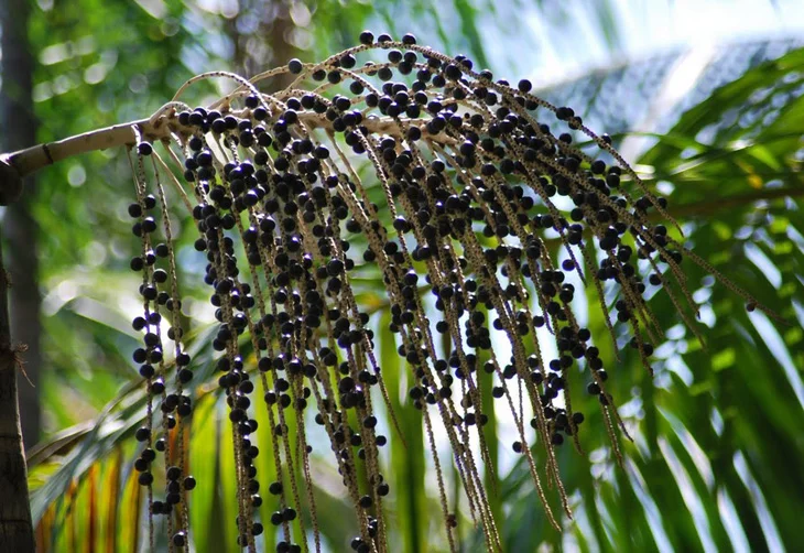 Photo of COP30 em Belém veta açaí, maniçoba e tucupi e recomenda redução de carne vermelha